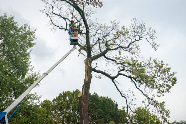 Professional  Tree Services in Valdez, AK