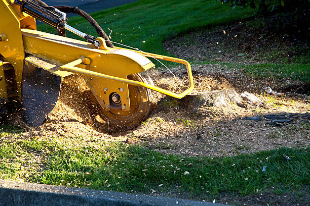 Tree and Shrub Care in Valdez, AK